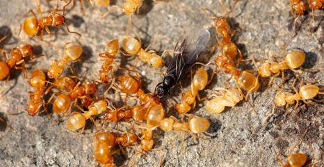 Poster - Yellow ants on the ground. Close-up