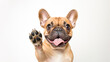 Happy cute french bulldog smiling and giving a high five isolated on white background.

