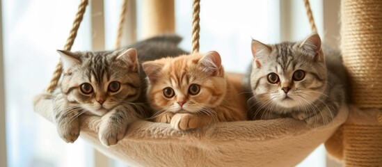 Wall Mural - three kittens are sitting in a hammock on a cat tree . High quality