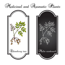 Chinaberry Tree Or Persian Lilac (Melia Azedarach), Medicinal Plant. Hand Drawn Botanical Vector Illustration