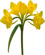 Daffodil clipart. A cute Daffodil flower icon.