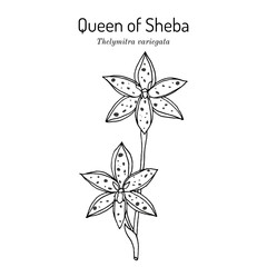 Queen of Sheba (Thelymitra variegata), australian ornamental plant