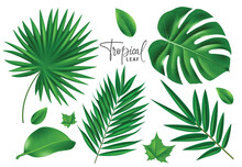 Summer Tropical Leaf Vector Set Design. Tropical Leaves Summer And Spring Elements Like Monstera And Palm Leaves In Fresh Color Green Collection. Vector Illustration Summer Tropical Leaves Collection.