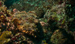 bearded scorpionfish lies still and camouflaged in the healthy coral reefs of watamu marine park, kenya