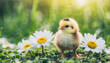 Little chick with daisy flowers in green grass, symbolizing spring and new beginnings