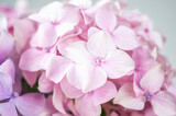 Fototapeta Do pokoju - Still life with a blooming bouquet of pink hydrangea in a vase a white background