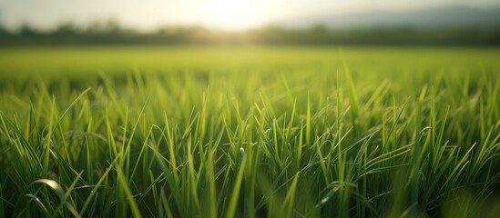 Wall Mural - Vibrant Green Grass Field with Bright Sun Shining in Idyllic Countryside Landscape