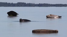 Ringed Seals (Pusa Hispida) Sunbathing On Rocks In Baltic Sea, Estonia.