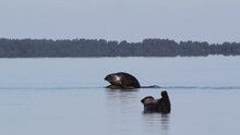 Two Ringed Seals (Pusa Hispida) Sunbathing On Rocks In Baltic Sea, Estonia.