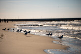 Fototapeta  - seagulls on the beach