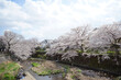 高瀬橋付近から見下ろした桜と恩田川1