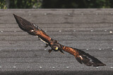Fototapeta  - eagle in flight