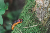 Fototapeta  - caterpillar on leaf