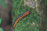 Fototapeta  - caterpillar on a leaf