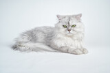 Fototapeta Do pokoju - Studio shot of a white persian chinchilla cat on a white background