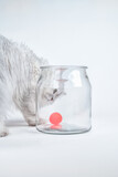 Fototapeta Do pokoju - Close-up studio shot of a white persian chinchilla cat playing with a red ball in a jar on a white background