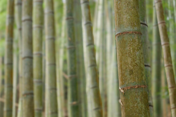 Bamboo forest in Kyoto. Natural green background