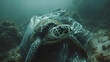 Sea turtle in danger due to sea pollution