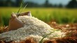 Asian unpolished white rice in a bag on the background of a rice field