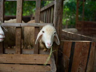 Two sheep are standing in a pen with grass in front of the fence