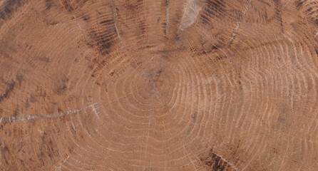 Wall Mural - brown background and texture of round wood cross section