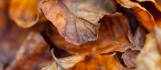 Sticker - Autumn foliage pile with blurred nature background, seasonal outdoor leaf cleanup