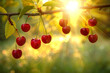 Branch with red ripe cherries in the golden rays of the sun.