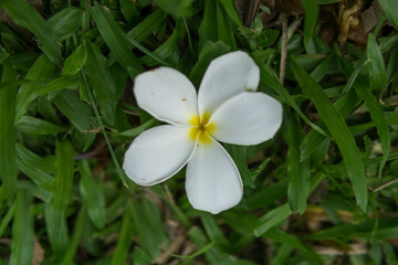 Wall Mural - Frangipani or Plumeria flowers blooming in the garden