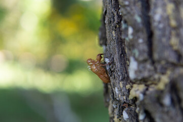 Wall Mural - Beautiful natural green bokeh, blurred green nature with bokeh background.