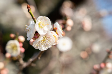 Wall Mural - Fresh beautiful white plum flower blossom.