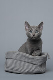 Fototapeta Zwierzęta - Cute grey Russian blue kitten in a grey basket on a grey background looking up