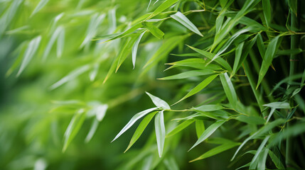  Bamboo plants are useful and versatile.