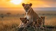  lioness and cub in  national park in the sunset