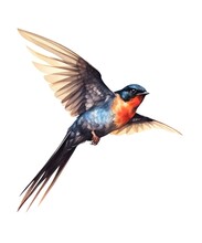 Watercolor Illustration Of A Flying Swallow Bird Isolated On White Background.