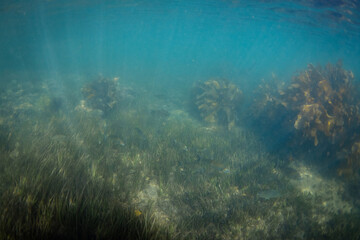  Beautiful view of fish swimming around the sea grass.