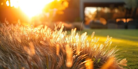 Wall Mural - Sunlit meadow with delicate grass flowers capturing enchanting beauty of nature at sunset picturesque landscape bathed in golden sunlight perfect for illustrating and freshness of summer evening