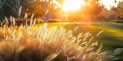 Wall Mural - Sunlit meadow with delicate grass flowers capturing enchanting beauty of nature at sunset picturesque landscape bathed in golden sunlight perfect for illustrating and freshness of summer evening