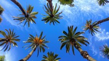 Skyward View Of Palm Trees - A Ground-up Perspective Of Palm Trees Under A Vivid Sky, Showcasing The Grandeur And Height Of These Tropical Giants.