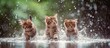 Three felidae kittens are playfully running through the liquid water under the natural landscape of rain, enjoying the fun wildlife event