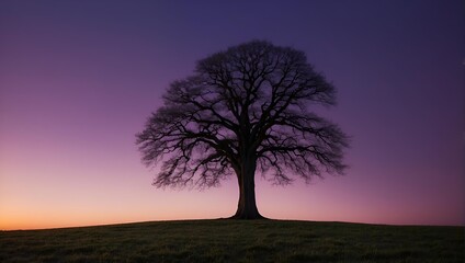 Canvas Print - evening in the hill  alone tree in the purple sky background