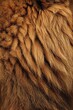 Close-Up of Lion Fur Pattern