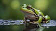A lively green frog, adorned with black spots, gazes out with its warm brown eyes on a leap day in february, blending seamlessly into the lush outdoor world of wildlife as a true amphibian