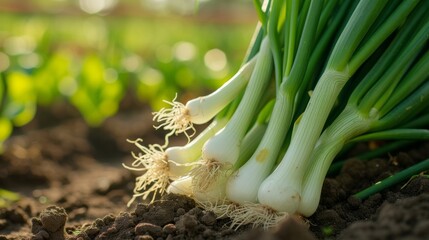 Wall Mural - Growing leek onion harvest and producing vegetables cultivation. Concept of small eco green business organic farming gardening and healthy food