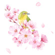 春の花：桜の花と小鳥（メジロ）の水彩イラスト。クローズアップ。クリップアート（透過背景）