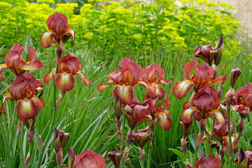 Wall Mural - Bearded Iris Kent Pride' in flower.