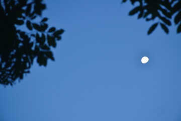 Wall Mural - half moon floating on sky with blurry silhouette olive leaf foreground