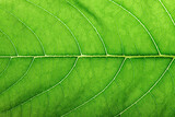 Fototapeta Desenie - structure of green leaf, eco plant texture background for design
