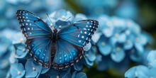 Blue Butterfly On Blue Flowers