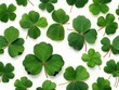 green clover leaf isolated on a white 