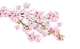 Fototapeta  - Fresh bright pink cherry blossom flowers on a tree branch in spring, sakura springtime season, isolated against a transparent background.	